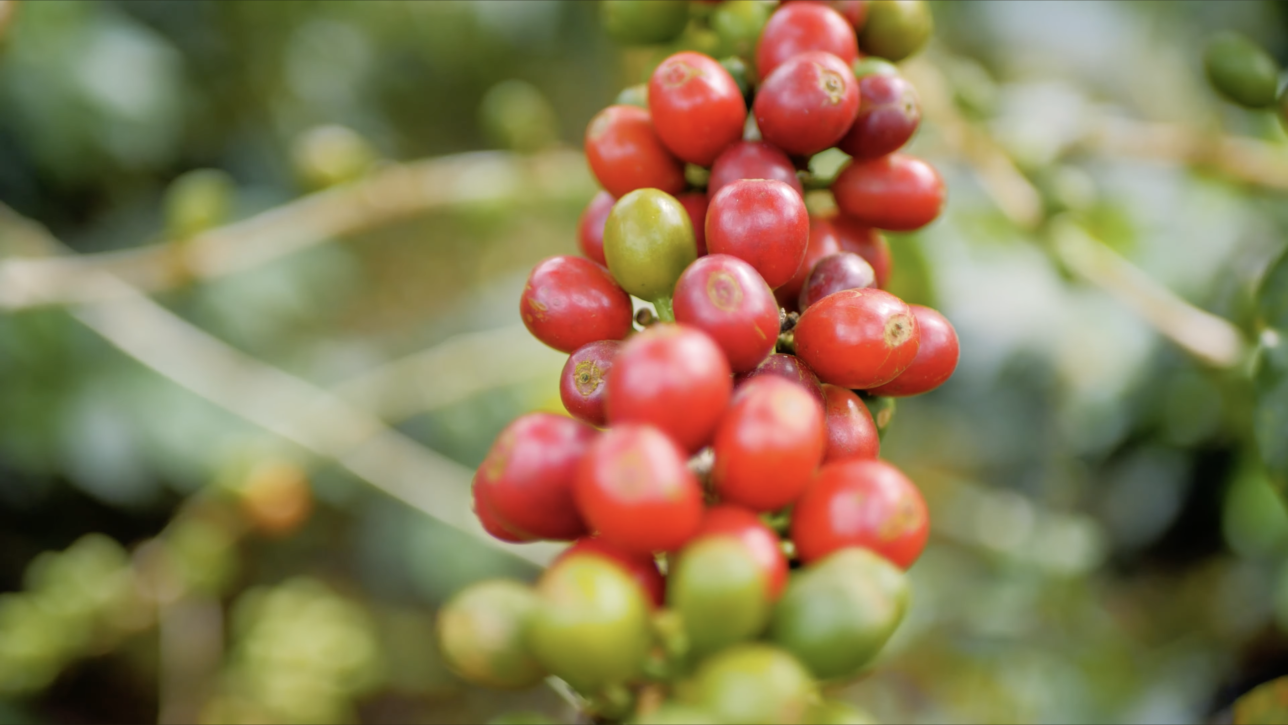 Cafe Colombia